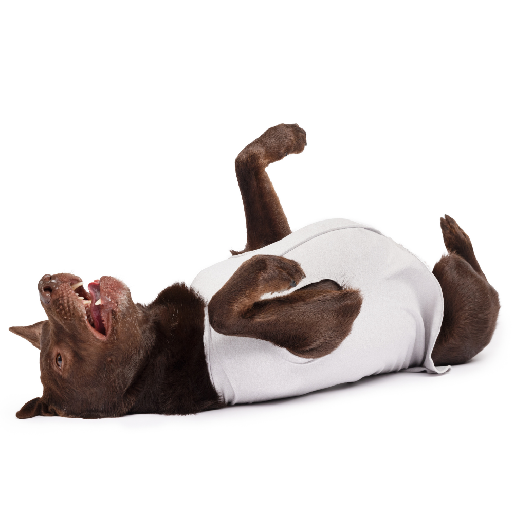 Light grey dog sun shield tee on a lying dog, wide arm openings