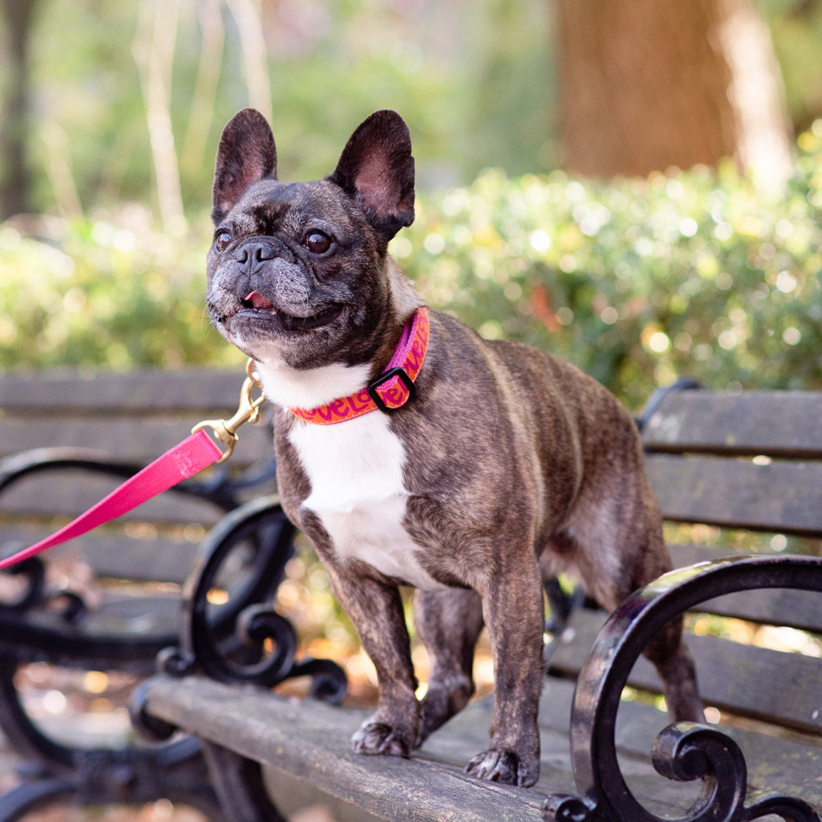 Dog collar with pink webbing and yellow “LOVE” pattern, worn with brass buckle