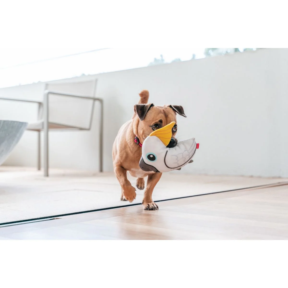 Plush cockatoo dog toy with yellow beak, carried in a dog's mouth