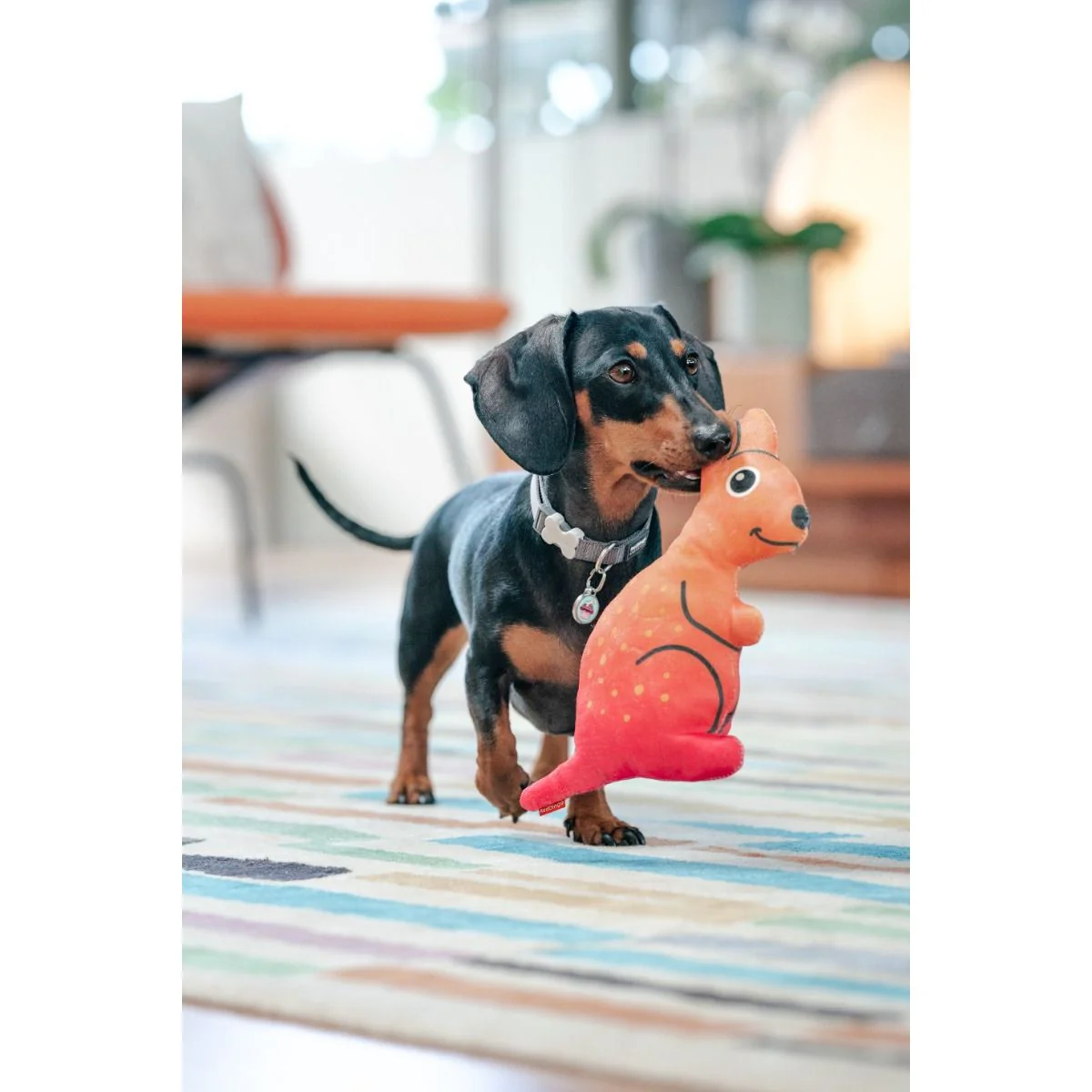 Kangaroo plush dog toy held by a black and brown dog on a colorful rug
