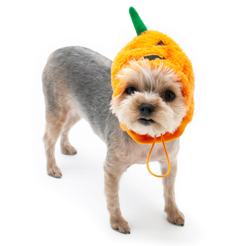 Orange plush pumpkin dog hat with green stem, worn on small light-gray dog with chin strap