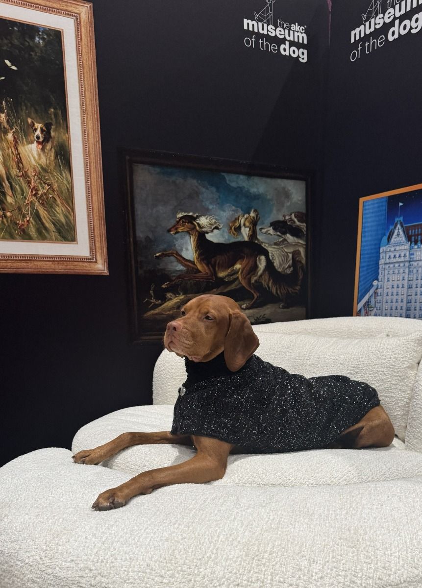 Manhattan Walking Coat For Dogs - Stardust