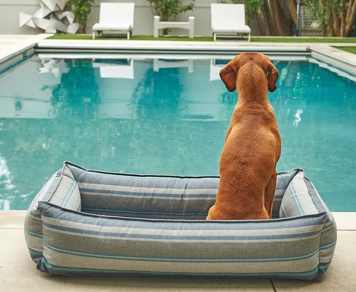 Bolstered striped dog lounger bed with gray fabric and teal trim; dog sitting inside