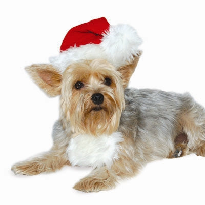 Dog Santa hat with red pointed top, white faux-fur trim, and fluffy pom-pom