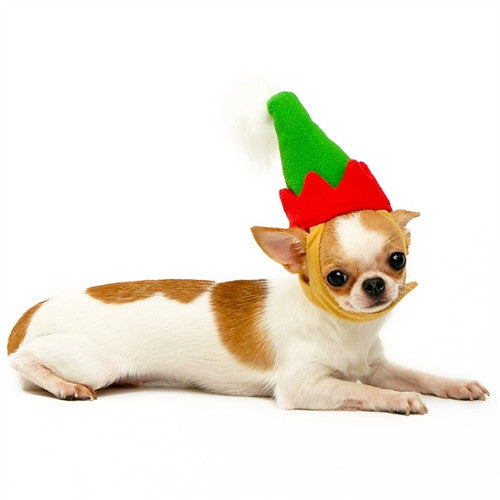 Dog elf hat in green and red on tan-and-white short coat
