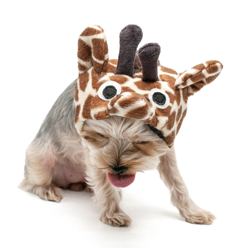 Giraffe plush dog hat on small dog, with chin strap and tall dark horns