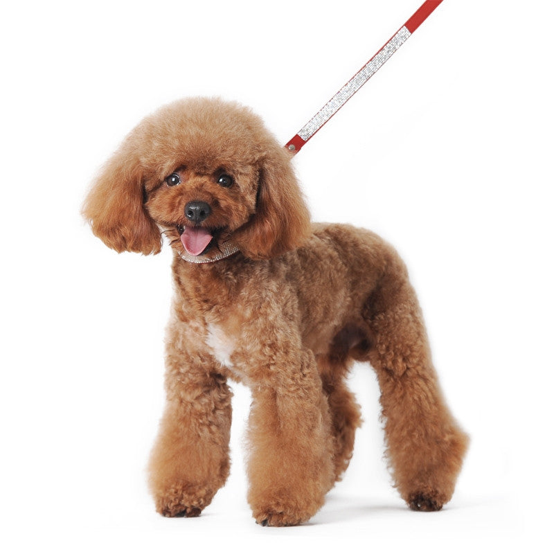 Colorful rhinestone dog leash shown on a dog; bright red strap with metal clip
