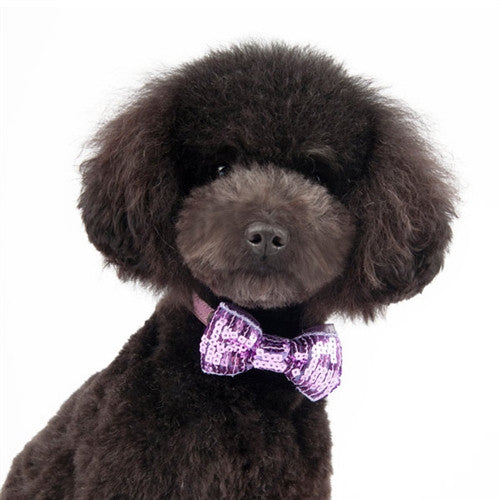 Dog wearing purple sequin bow tie with black center and neck band