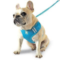 Light blue soft step-in dog harness with padded mesh and D-ring, worn on a dog.