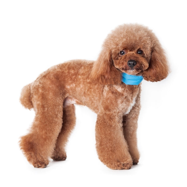 Blue cooling collar for dogs, worn by a small curly-haired dog