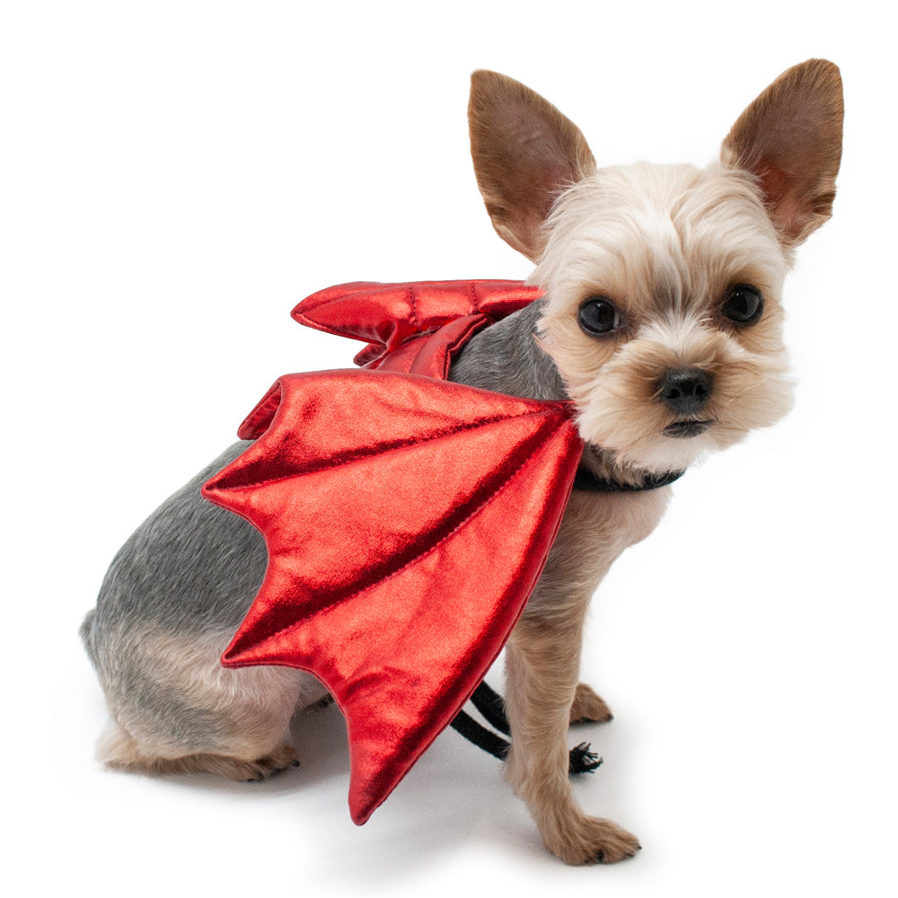 Red dragon wing dog Halloween costume on small white-and-tan dog