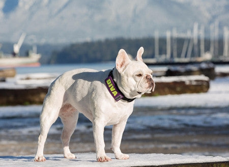 French bulldog wearing a blue 'WORKING' slide-on safety badge on collar