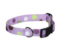Purple polka-dot dog collar with metal D-ring and black plastic buckle