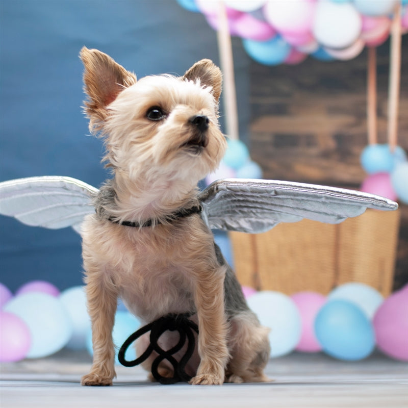 Small dog wearing silver padded angel wings with black harness strap, looking up