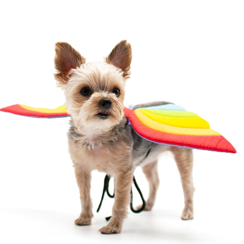 Small dog wearing rainbow dragon wings costume with multicolor wing pads and black cords