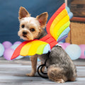 Dog wearing rainbow dragon wings costume with quilted multicolor wings and black straps