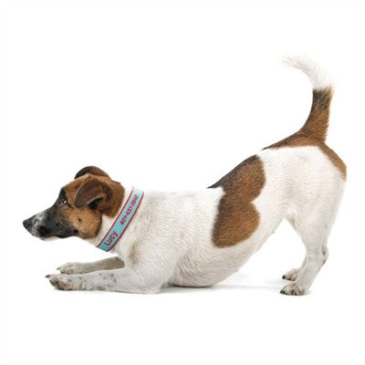 Dog wearing a personalized aqua and coral collar with matching text