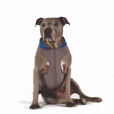 Dog wearing charcoal-gray fleece pullover with blue neck and front zipper