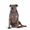 Dog wearing charcoal-gray fleece pullover with blue neck and front zipper
