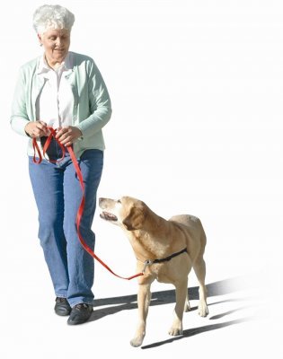 Dog harness with front chest straps and back leg loops