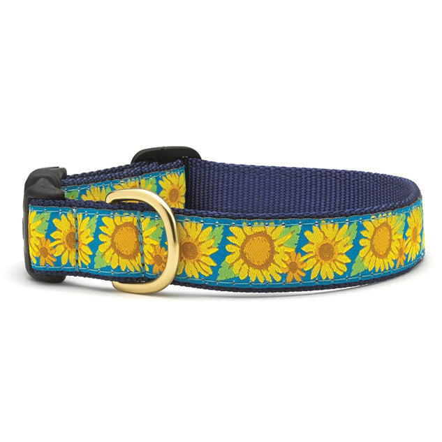 Sunflower print dog collar with blue webbing and gold buckle