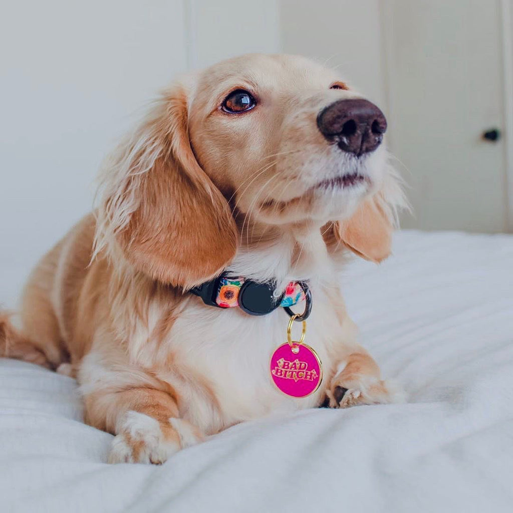Dog wearing a dark collar with a round purple "BAD BITCH" tag pendant