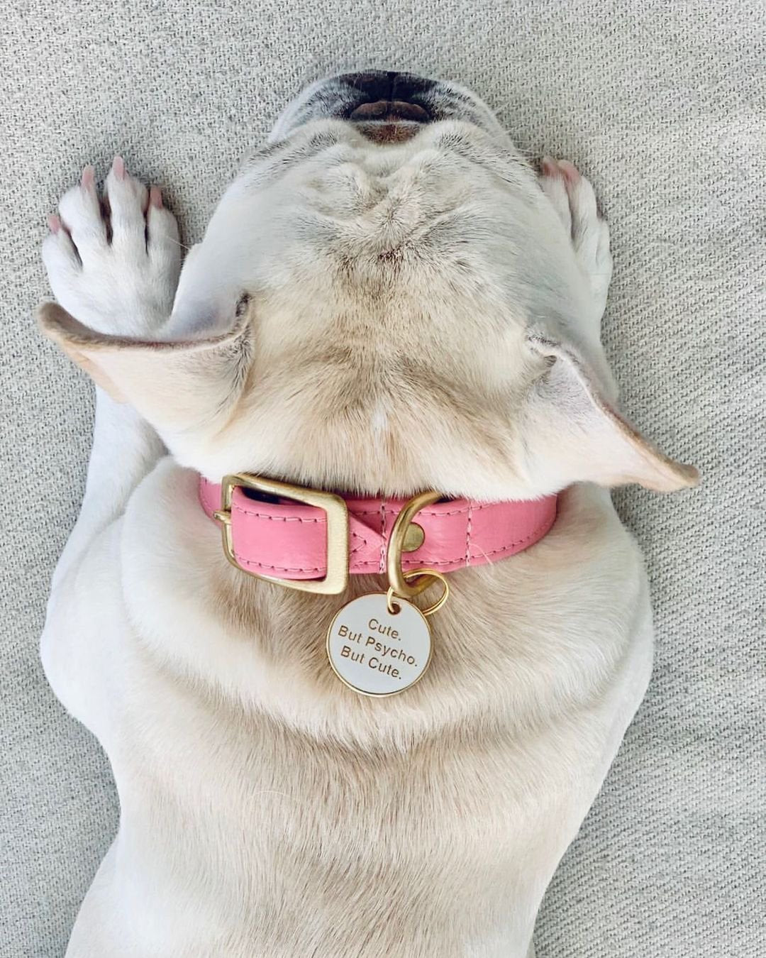 Dog wearing a pink collar and round gold dog tag reading "Cute. But Psycho."