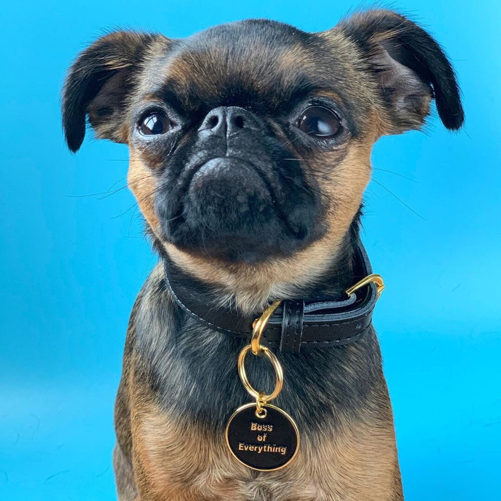 Round black gold-edged dog tag on a collar with “Boss of Everything”