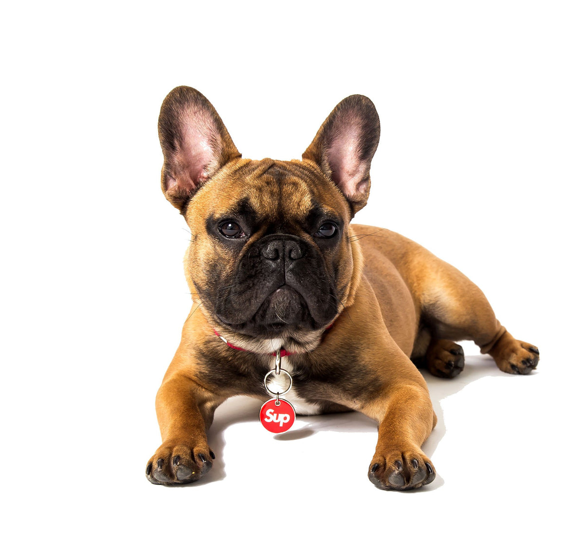 French bulldog wearing a red 'Sup' circular ID tag on a silver collar