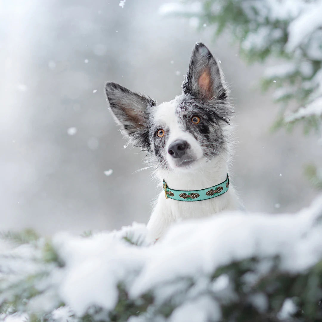 Dog wearing teal pinecone-print collar with green trim and brass buckle