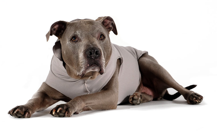 Silver grey bamboo dog pullover sweater on a dog, crew neck and stretchy fit