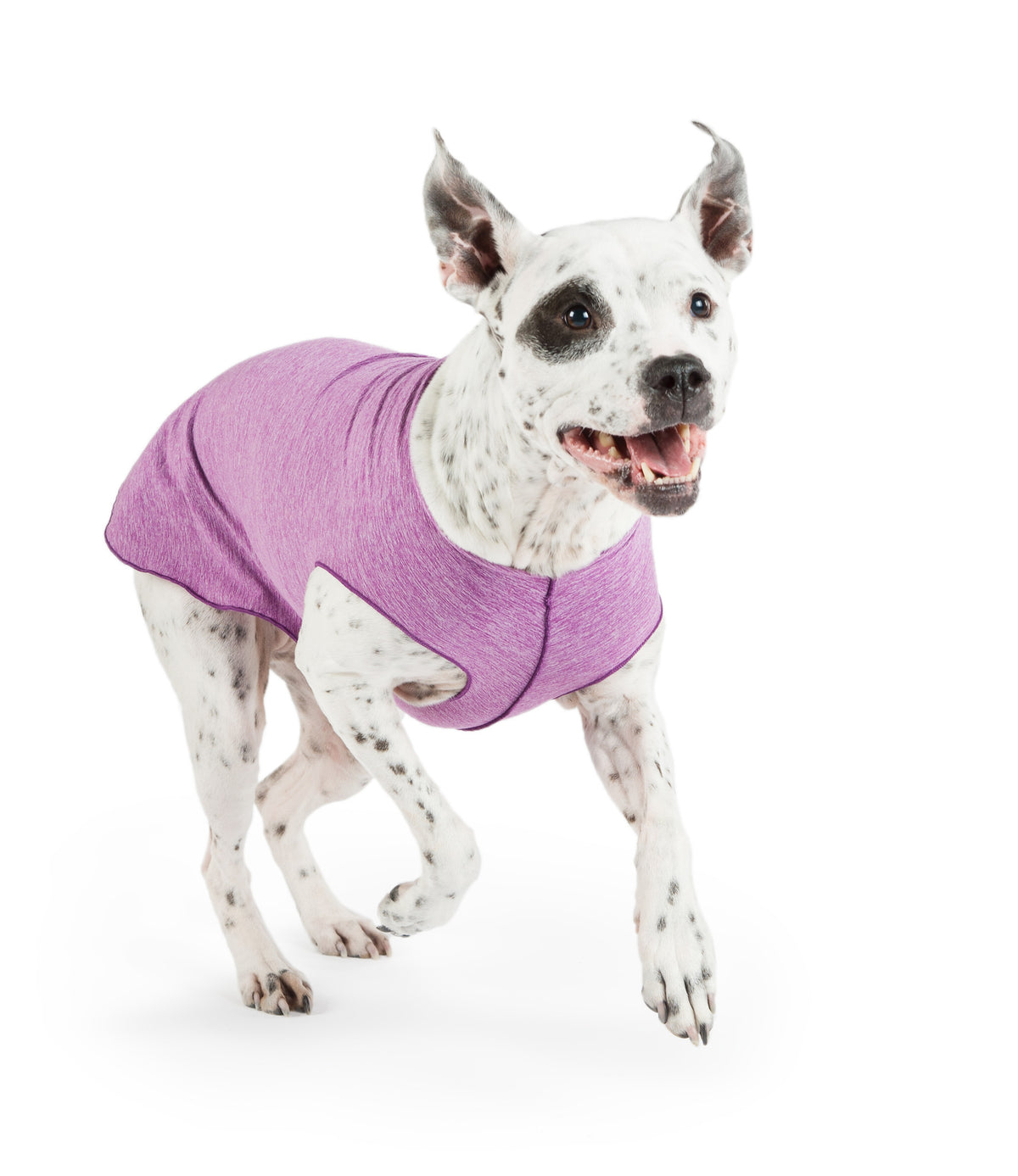 Violet sun-shield dog tee on white speckled dog, short sleeves and comfy fit