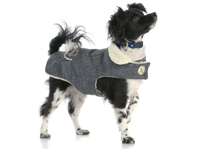 Wool dog coat on a small dog: dark grey with cream sherpa collar and trim