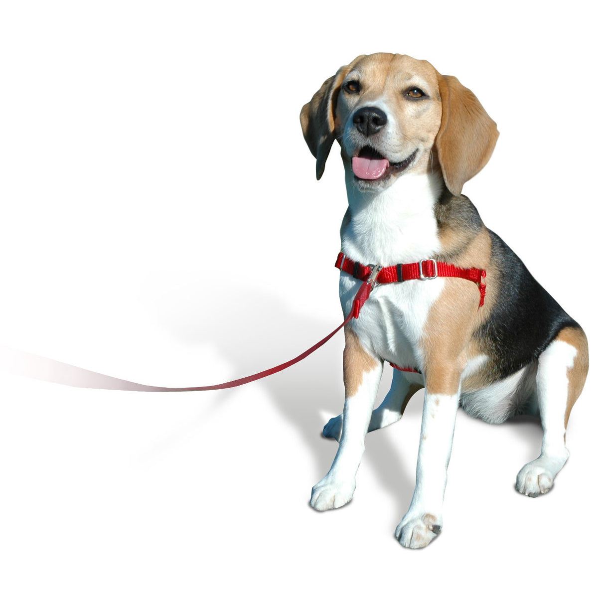 Dog wearing no-pull harness with red leash; adjustable chest and back straps