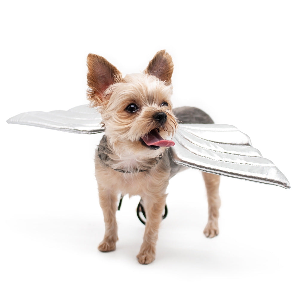 Yorkshire terrier wearing silver angel wings costume with metallic wing fabric and black ties