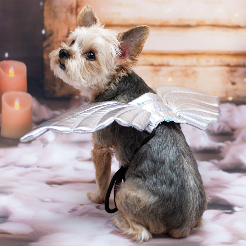 Small dog wearing silver angel wings costume with white feathered fabric and black ties