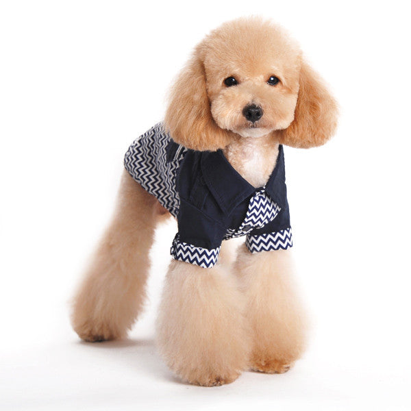 Small tan dog wearing navy and white chevron dog shirt with stand collar and snaps.