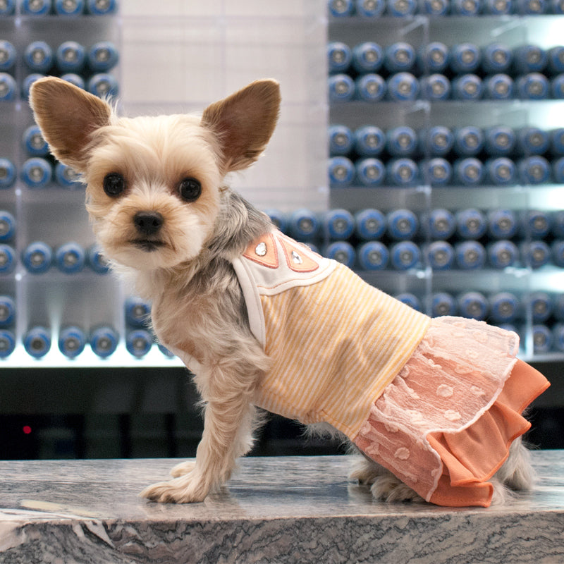 Citrus-themed dog dress with yellow striped top, ruffled orange-pink skirt, sleeveless bib