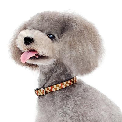 Checker-pattern dog collar worn by small gray dog; black-and-white checks with red trim