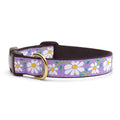 Purple daisy dog collar with brown strap and gold buckle, floral print