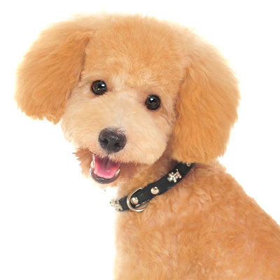 Small dog wearing a black collar with silver-tone studs and star cutout charms