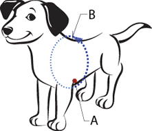 No-pull dog harness diagram showing front chest fit with points A and B