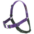 SENSE-ation dog harness, purple straps with green buckles and chest padding