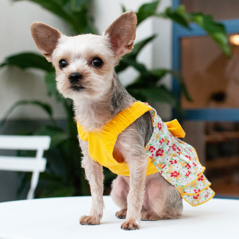 Small white dog wearing floral and yellow ruffle dress
