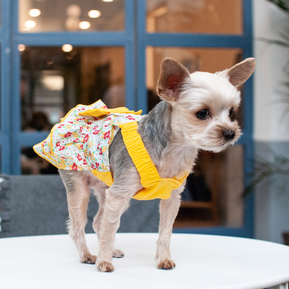 Small white dog modeling floral dog dress with yellow ruffle collar and skirt
