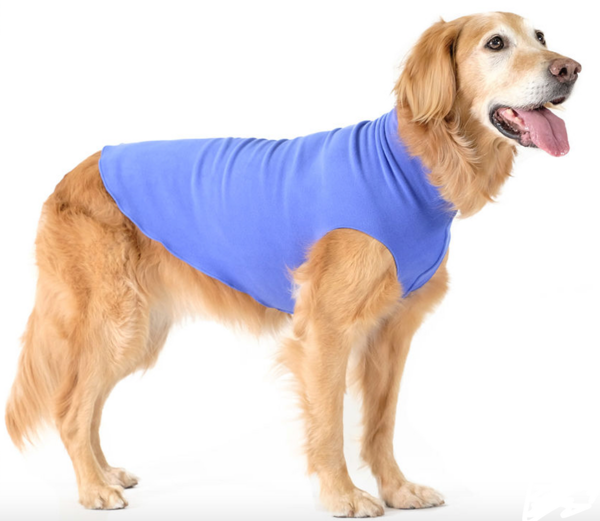 Cornflower blue stretch fleece dog coat on a standing dog