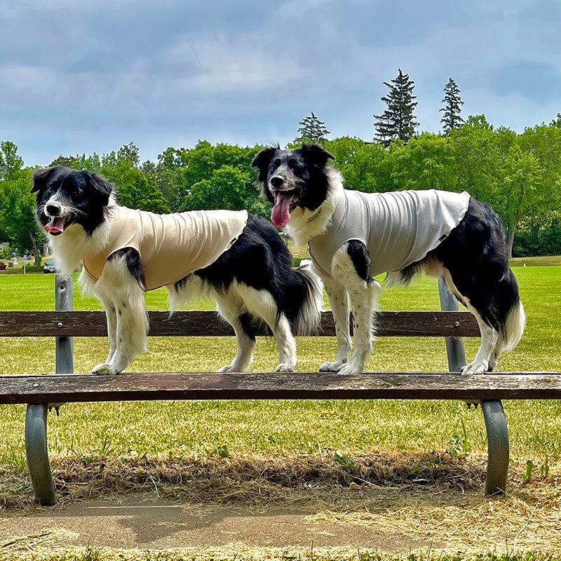 Cream dog sun shield tee on two dogs outdoors, smooth fabric with arm cutouts