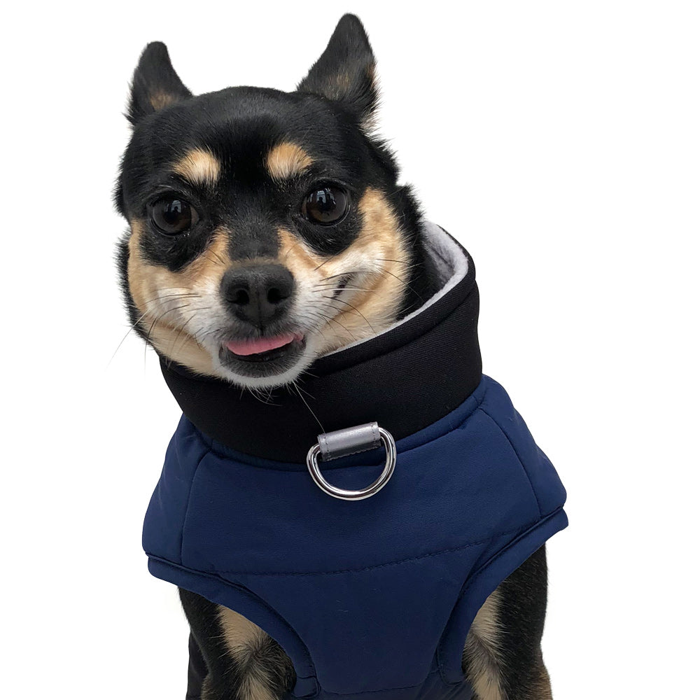 Blue dog puffer coat with black collar and large round silver D-ring front.