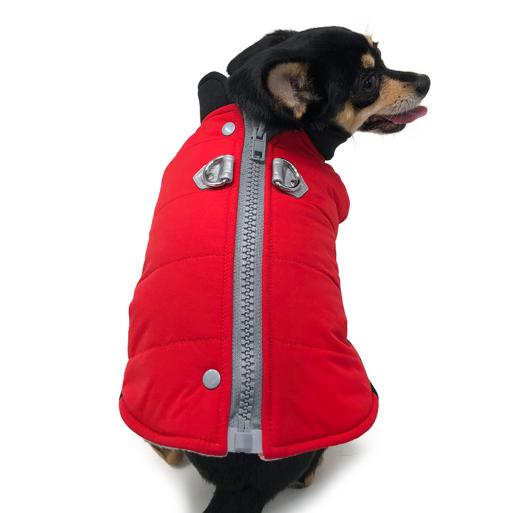 Red dog coat with zipper front and black collar band, worn on small dog