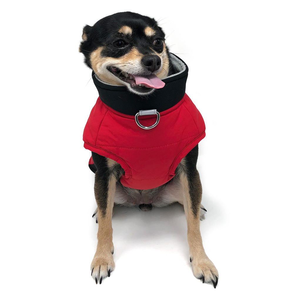 Red and black padded dog coat with full zipper and gray collar trim, worn on dog